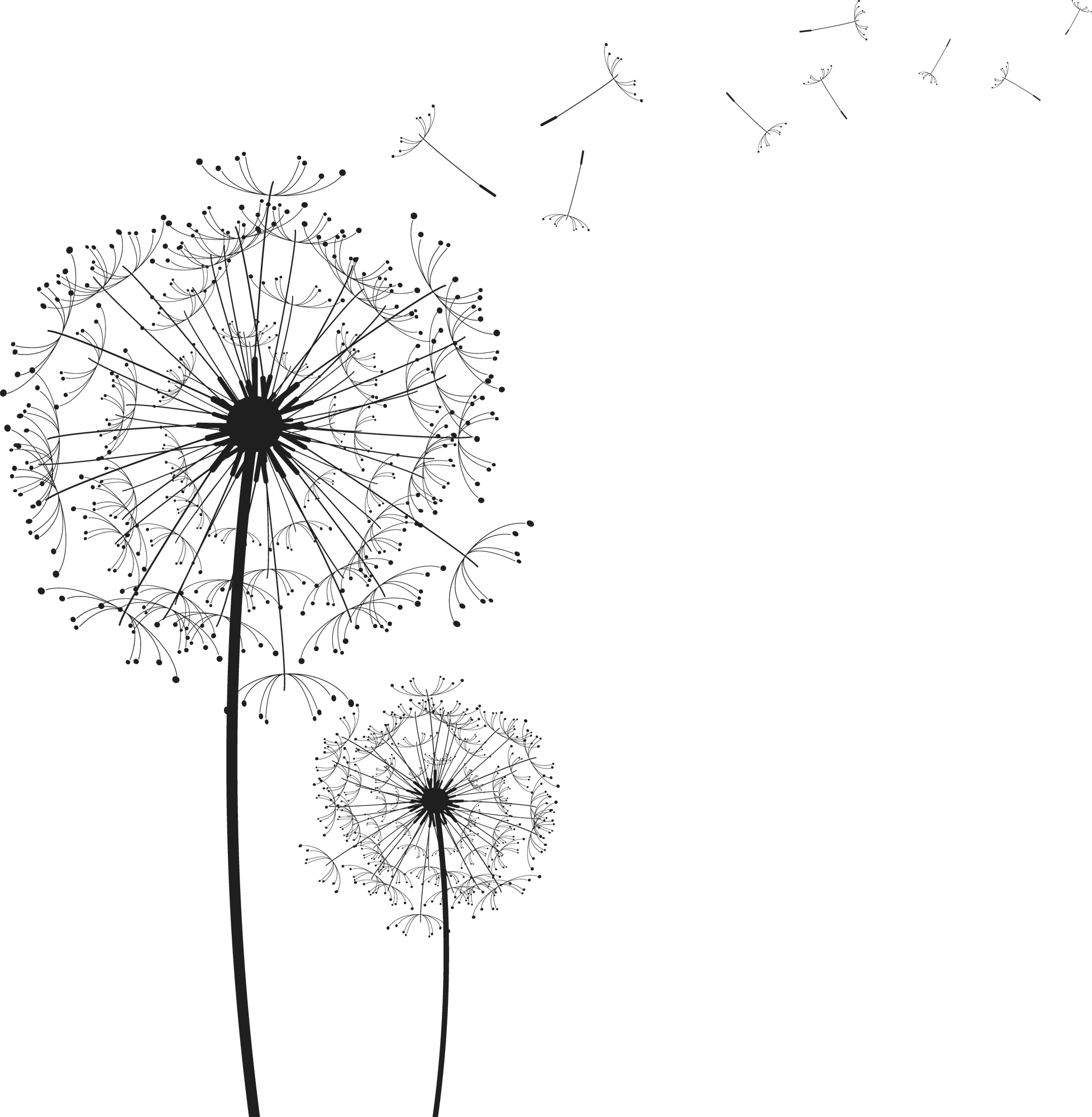 Common Dandelion Euclidean, Dandelion, silhouette painting of flowers, texture, white, symmetry png
